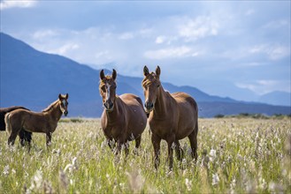 Dainty horses in a flowery meadow with mountains in the background, Yssykköl, Kyrgyzstan, Asia