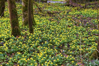 L. Winter aconites (Eranthis hyemalis) in the Polenz Valley