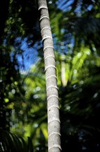 Trunk of a palm tree, palm tree, tree trunk, flora, vegetation, exotic, plant, tree, jungle,