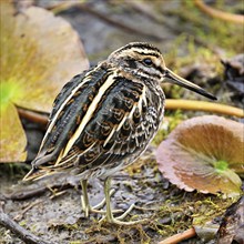 Jack snipe (Lymnocryptes minimus), Switzerland, Europe