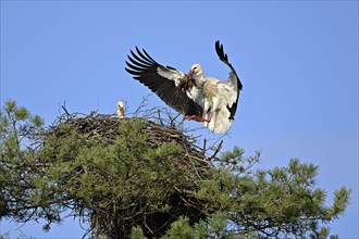 White stork (Ciconia ciconia), approaching eyrie with nesting material, Switzerland, Europe