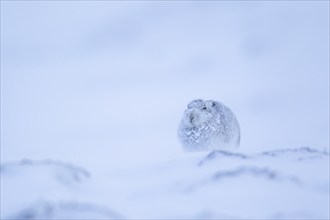 Mountain hare (Lepus timidus) adult animal on a snow covered hillside in winter, Scotland, United