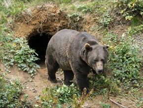 Brown bear (Ursus arctos) standing in front of its self-dug den, captive, Germany, Europe