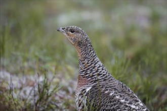 Close up portrait of Western capercaillie (Tetrao urogallus), wood grouse hen, female in spring