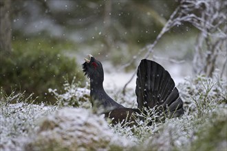 Western Capercaillie (Tetrao urogallus), Wood Grouse, Heather Cock calling during courtship display