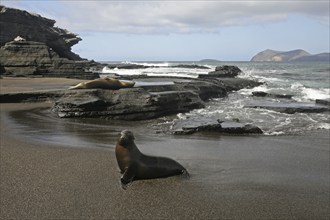 Galapagos sealions, Galápagos sea lions (Zalophus wollebaeki) on the beach of Puerto Egas on