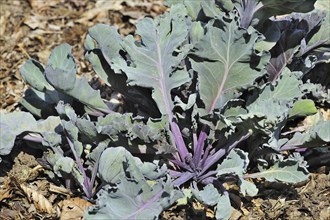 Sea kale (Crambe maritima) leaves used as a blanched vegetable, native along the coasts of Europe