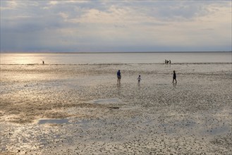 Tourists on the mudflats at low tide, evening mood in the Wadden Sea National Park, Norddeich,