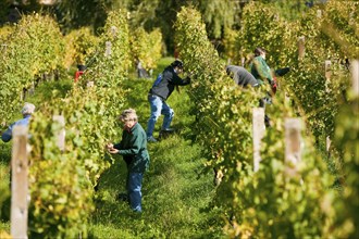 Grape grape harvest at the Klaus Zimmerling winery