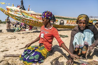 Fishermen's wives clean the freshly caught sea snails on the beach of Sanyang, Gambia, West Africa,