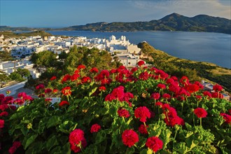 Red geranium flowers with Greek village Plaka in background on Milos island in Greece