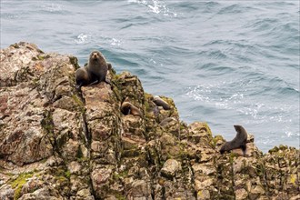 Pinnipeds (Pinnipedia), Nugget Point, Otago, New Zealand, Oceania