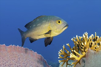 Black and white snapper (Macolor niger), Great Barrier Reef, UNESCO World Heritage Site, Coral Sea,