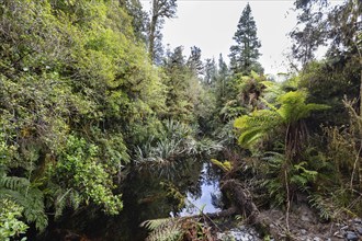 Lake Matheson Trail, New Zealand, Oceania