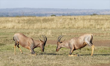 Fight between two Topi lei antelope bulls, Maasai Mara Game Reserve, Kenya, Africa