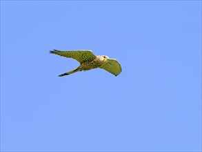 Kestrel, female Common Kestrel (Falco tinnunculus) in flight, searching for prey, Texel Island,