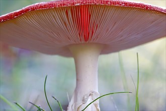 Fairytale toadstool, October, Germany, Europe