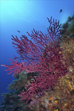 Violescent sea-whip (Paramuricea clavata) with closed polyps in the Mediterranean near Hyères. Dive