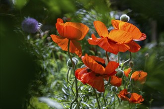 Oriental poppy (Papaver orientale), garden, Baden-Württemberg, Germany, Europe