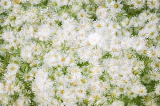 Daisy (Bellis perennis), multiple exposure, Baden-Württemberg, Germany, Europe