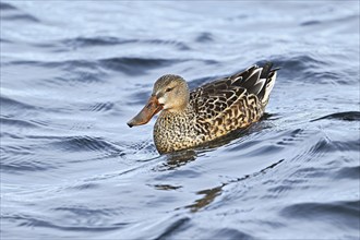 Northern shoveler (Spatula clypeata) (Syn.: Anas clypeata), female swimming on Lake Zug,