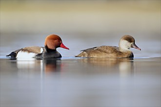 Red-crested pochard (Netta rufina), pair swimming, Lake Zug, Switzerland, Europe