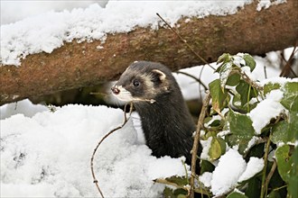 European polecat (Mustela putorius) or wood polecat, looking out of snow-covered bushes, captive,