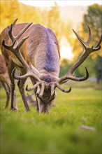 Stag with large antlers in meadow, Black Forest, Enzklösterle, Germany, Europe