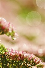 Showy stonecrop (Sedum spectabile) with morning dew, late summer, Germany, Europe