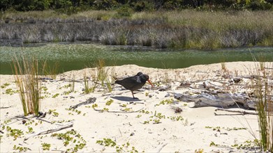 Oystercatcher bird (Haematopus unicolor), Abel Tasman Coast Track, Apple-Tree-Bay, Kaiteriteri, New