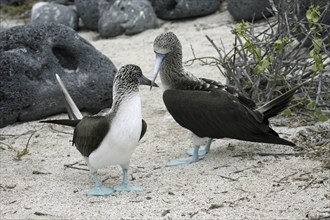 Two blue-footed boobies (Sula nebouxii excisa) on the beach, Lobos island, Galápagos Islands,