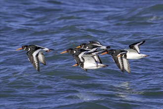 Common pied oystercatchers (Haematopus ostralegus) Eurasian oystercatcher flock flying over sea