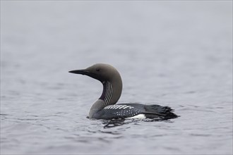 Black-throated loon, Arctic loon, black-throated diver (Gavia arctica) in breeding plumage swimming