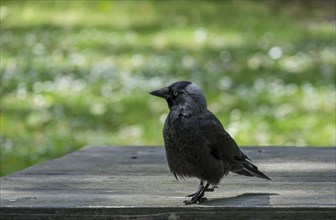 Western jackdaw (Corvus monedula) sitting on a wooden table, North Rhine-Westphalia, Germany,