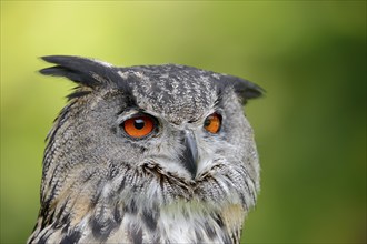 Eurasian eagle-owl (Bubo bubo), portrait, captive, North Rhine-Westphalia, Germany, Europe