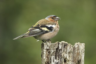 Common chaffinch (Fringilla coelebs) male at summer feeding, Allgäu, Bavaria, Germany, Europe