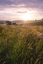 Meadow at sunrise, Gechingen, Black Forest, Germany, Europe