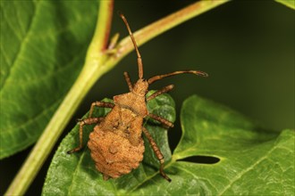 Dock bug (Coreus marginatus) in 5th larval stage on a leaf, Baden-Württemberg, Germany, Europe