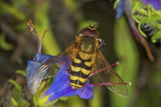 Garden hoverfly (Syrphus ribesii) male on blue viper's bugloss (Echium vulgare), Baden-Württemberg,