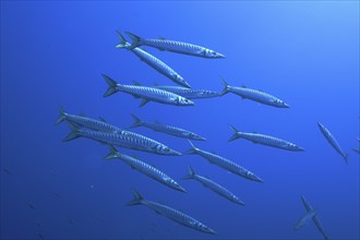 Group, shoal of european barracuda (Sphyraena sphyraena) near Hyères. Dive site Giens Peninsula,