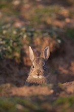 Rabbit (Oryctolagus cuniculus) juvenile baby animal looking out from its burrow, Suffolk, England,