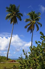 Two tall palm trees rising into the clear blue sky on a tropical island, Limon beach, El Limón, El