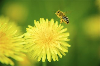 The common dandelion (Taraxacum) is a group of very similar and closely related plants in the