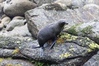 Pinnipeds (Pinnipedia), Colony, Cape Foulwind, New Zealand, Oceania