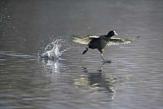 Common coot (Fulica atra), takes off running from the water, Switzerland, Europe