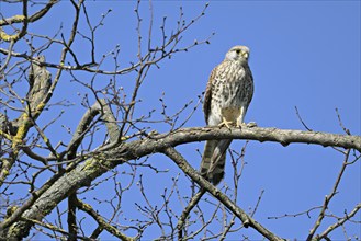 Common kestrel (Falco tinnunculus), female sitting on a branch, Switzerland, Europe