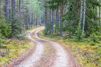 Winding dirt road in a coniferous forest in autumn