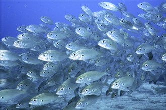 Shoal, group of arctic seabream (Pagellus acarne), dive site El Cabron Marine Reserve, Arinaga,