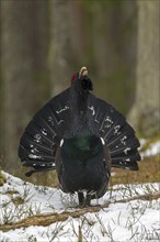 Western capercaillie (Tetrao urogallus) male calling and displaying with erect tail feathers at lek