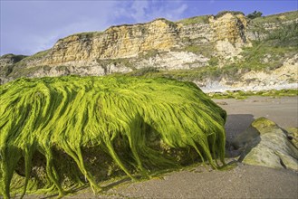 Lumps of Enteromorpha spec., Ulva spec., green alga species of gutweed (Ulvaceae) growing on rock